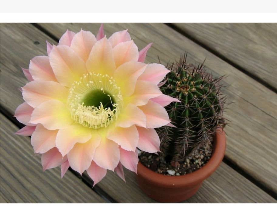 Комнатные цветы. Кактусы.