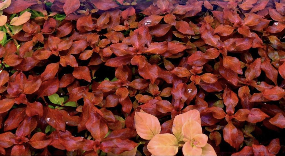 Plante acvariu colorate easy fara co2