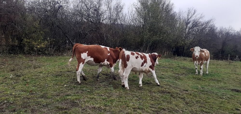 Tăurași 5 x 6200 bucată x 3 juninci