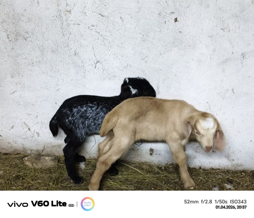 Продам козлика и казачку