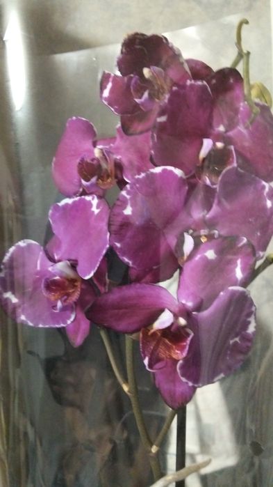 Ппродам орхидеи фаленопсис