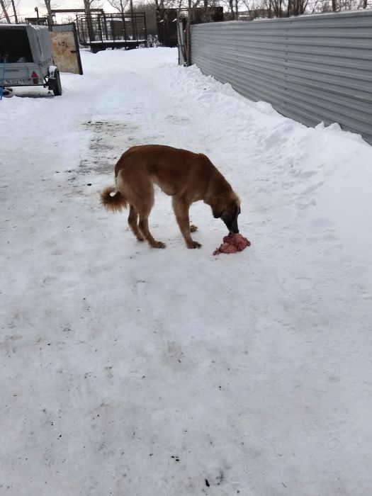 Тазы 12месяц сука