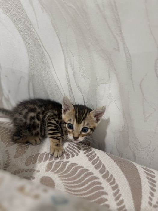 Котенок бенгальский