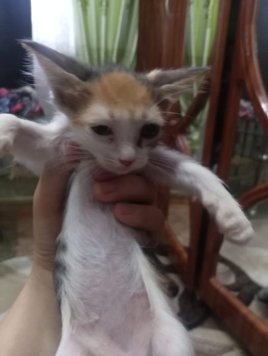 Отдам котят в хорошие руки