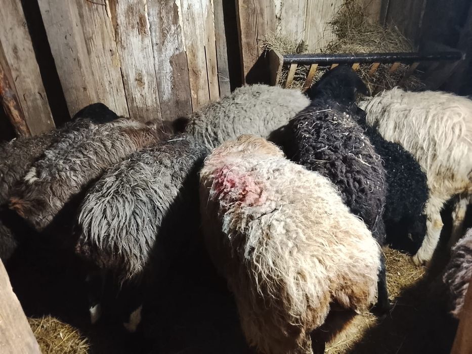 Продам баран семіз қойлар сатылады