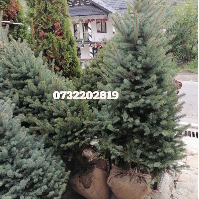 Vând tuia, brazi, mesteacăn, tei, platan, palmieri