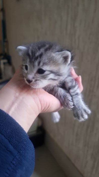 Отдам котят в хорошие руки