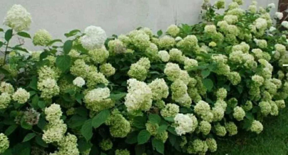 Японска катерлива роза, хортензия, хибискус студоустойчиви