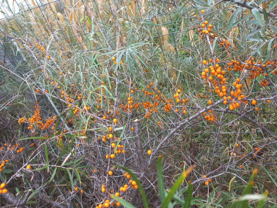 Puiet cătină diferite soiuri