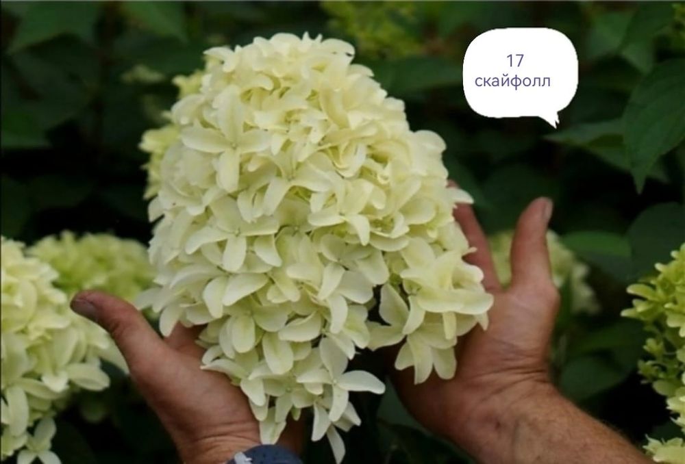 Продам гортензии