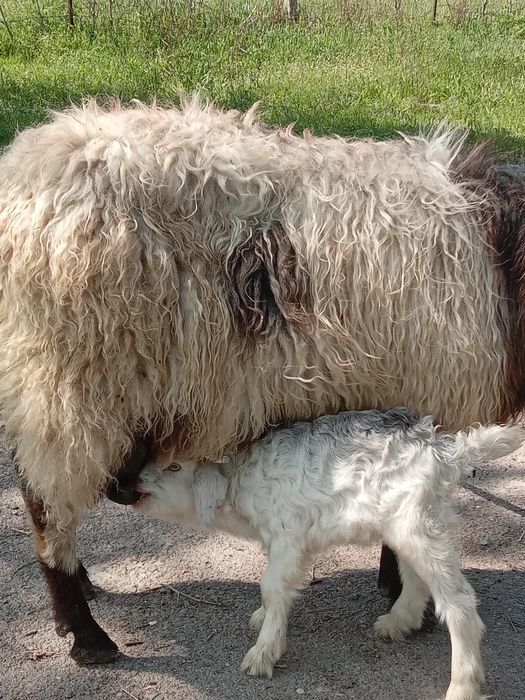 Продам Козы  козленоком