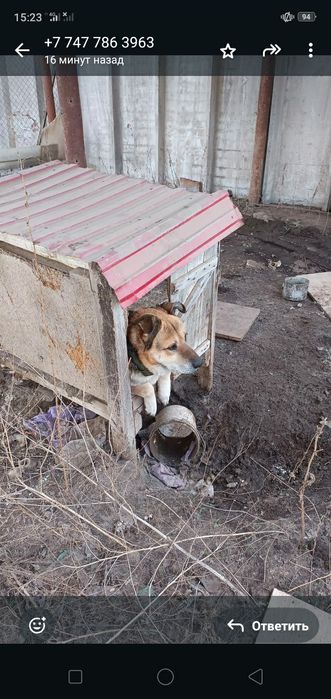 Собака в хорошие руки