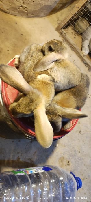 Quyon bolachalari 43 kunlik