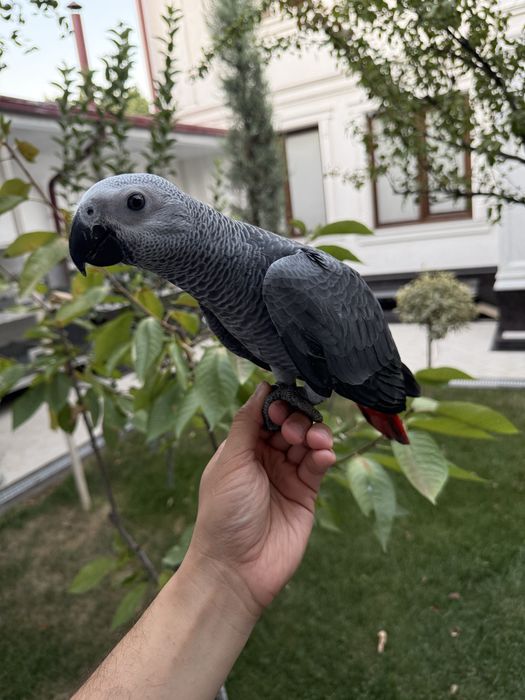 Продаю Jako Жако