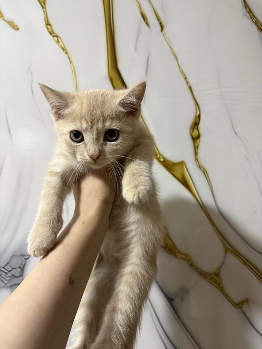 Котята породистые