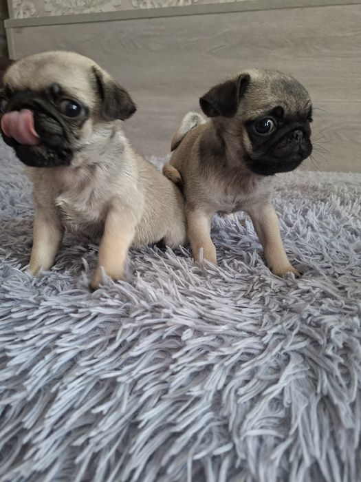 Продаю  щенков  мопсят