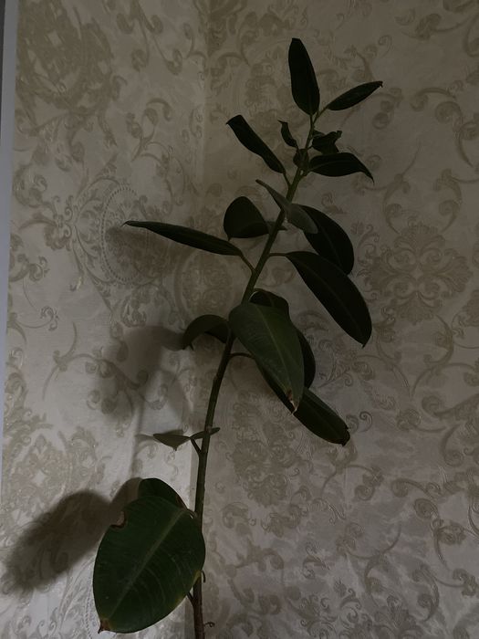 Алоэ,доллар