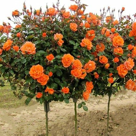 Trandafiri Pomisor (Parfumati )