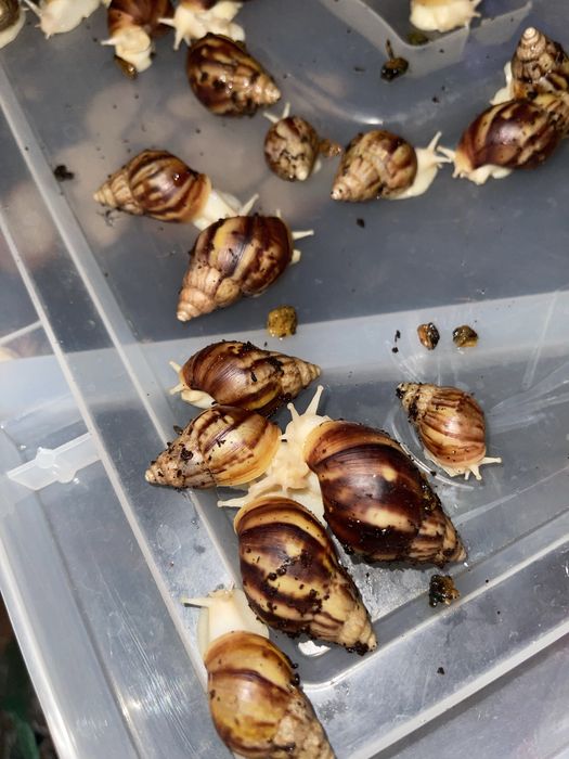 Optomga arzonga ideal bogan Ulitkala 4-5 sm