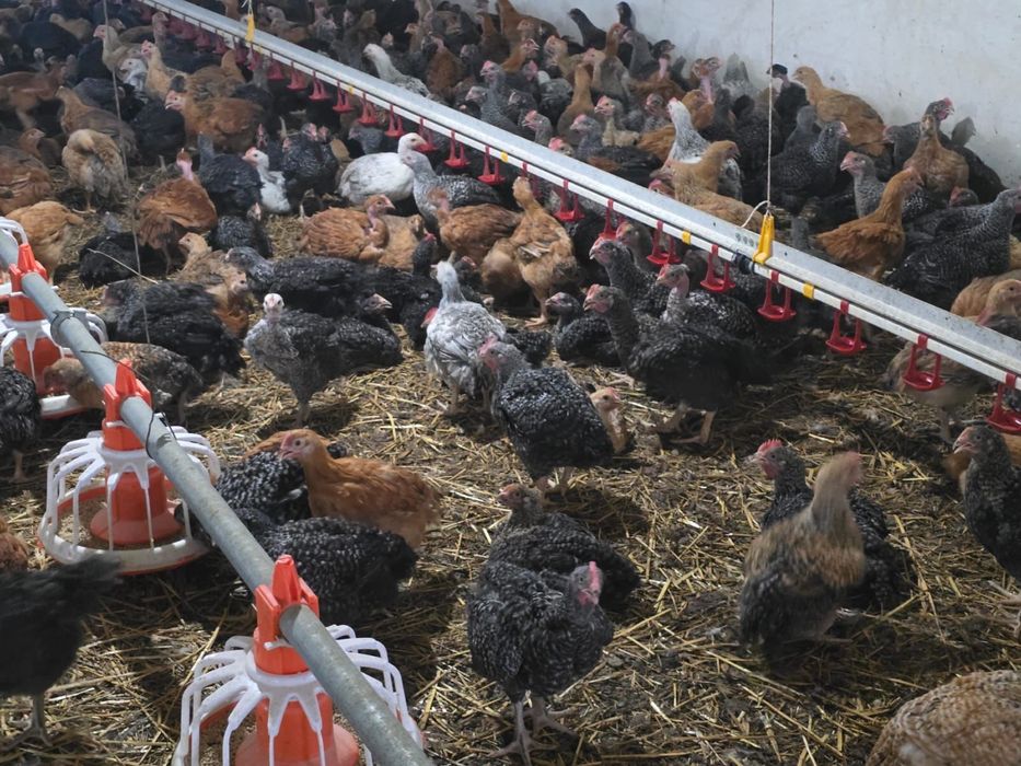 Fermierul din iasi Pui zburati vindem calitate nu cantitate!