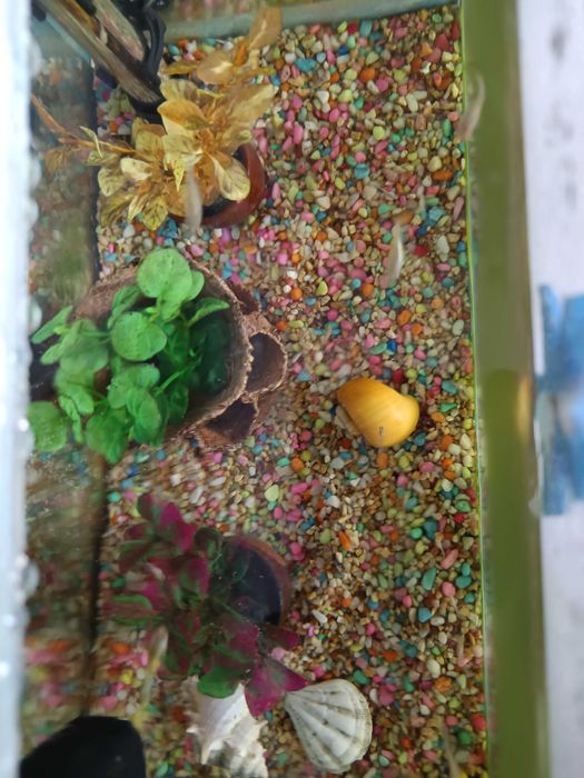 Декоративни рибки Гупи