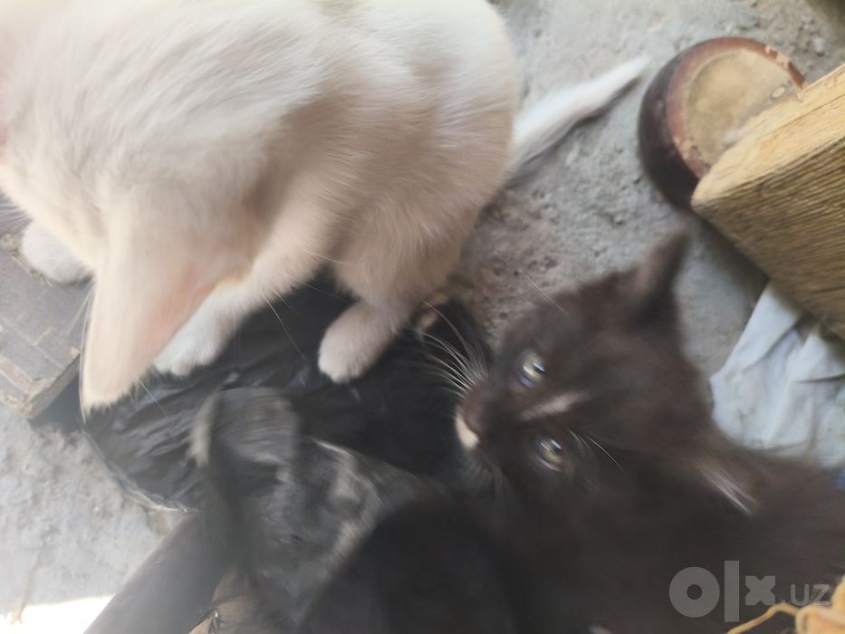 Катята очень добрые