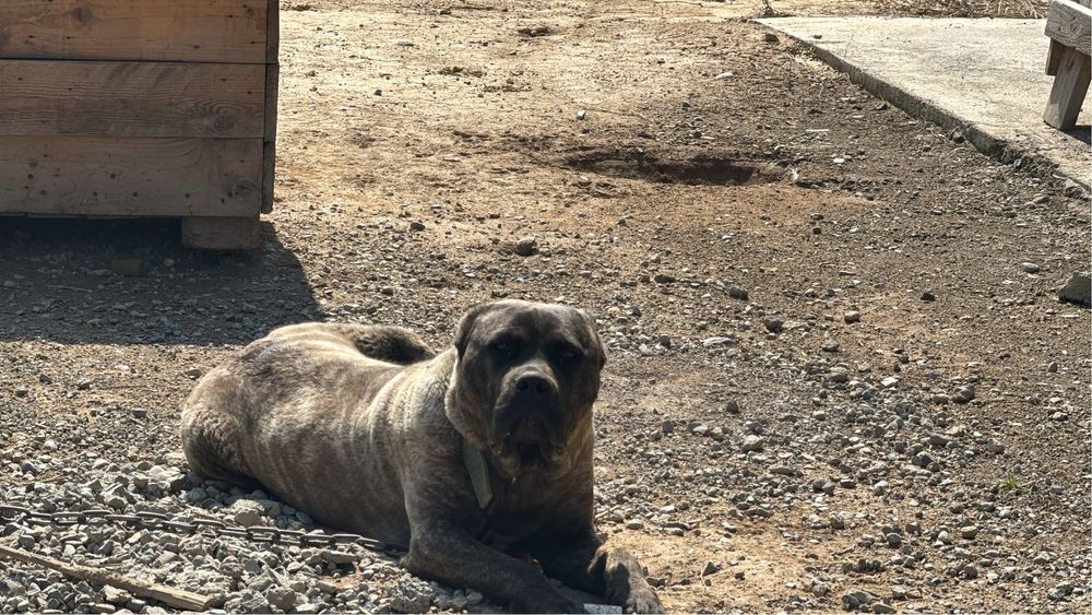 Коне корсе 9 месячный