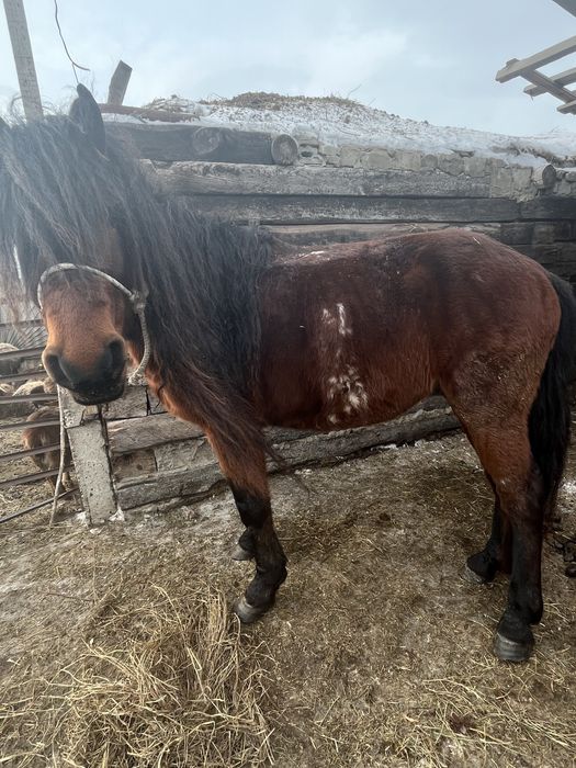 Жеребец , 6 лет , баянауылская парода