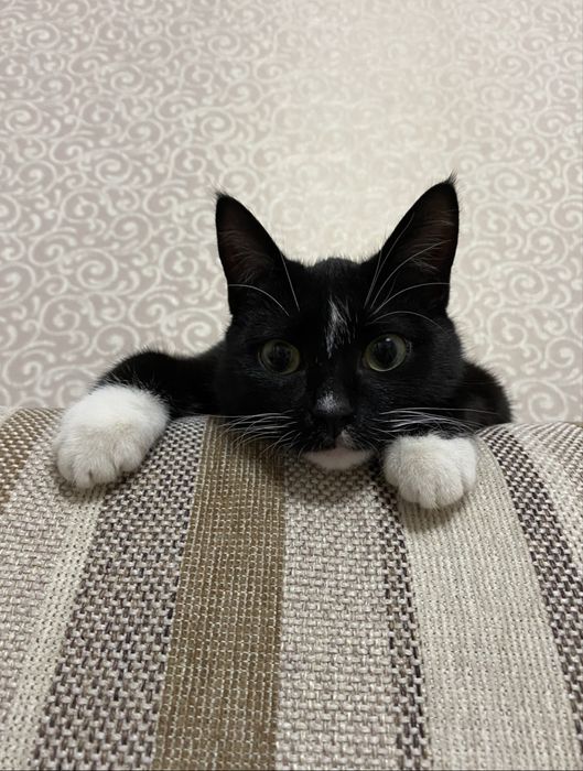 Отдам кошку в добрые руки