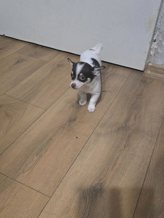 Пинчери 2 женски