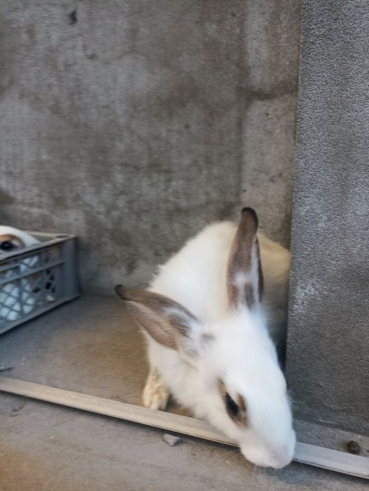 Зайцы 3  месяцние