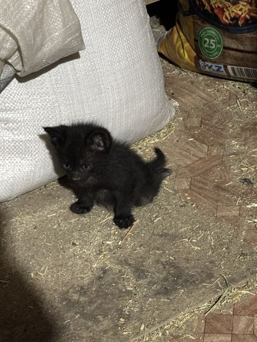 отдам котят в хорошие руки