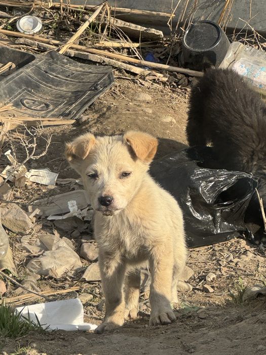 Щенки в добрые руки