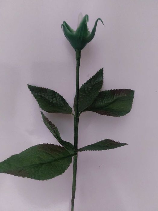 Продам стебли тюльпанов и роз