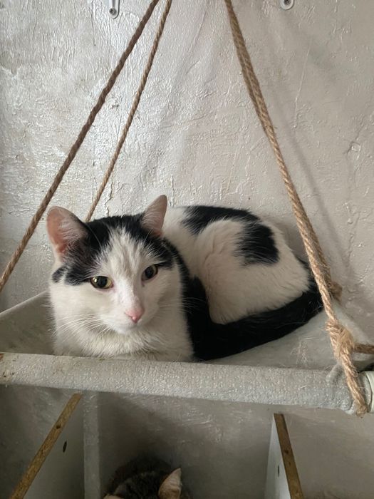 Кот Малик в добрые руки