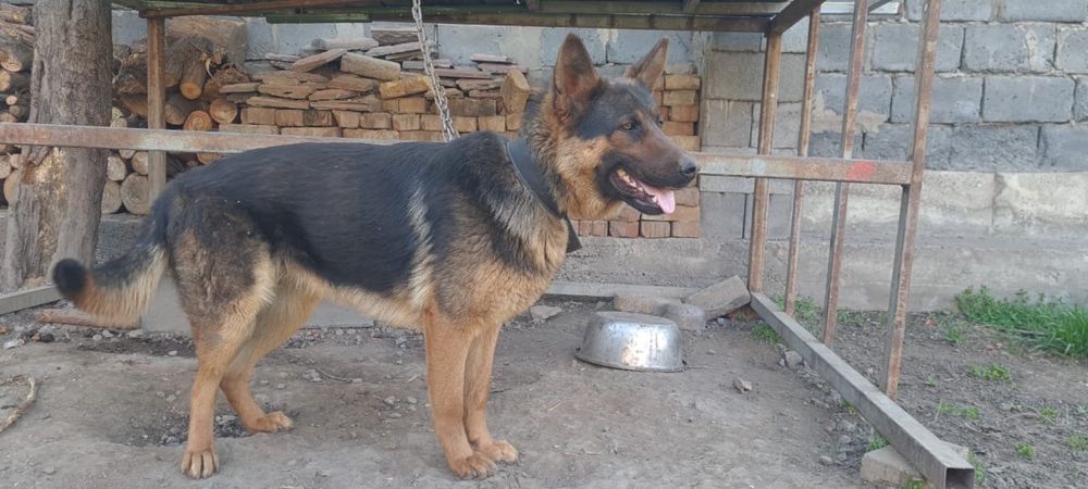 Продам немецкую овчарку !
