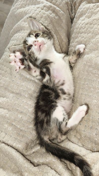 Отдам котят в добрые руки