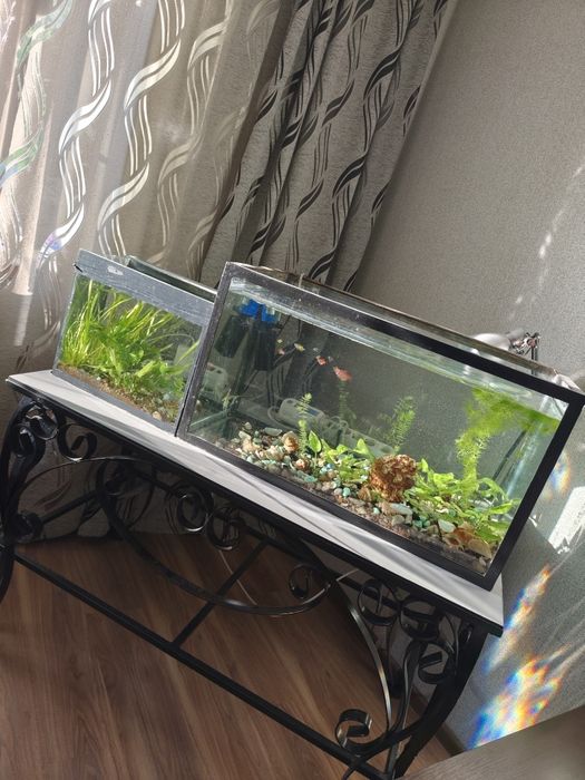 Аквариум, два аквариума