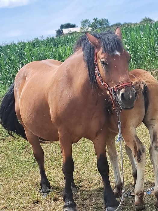Iapă de 5 ani cu mănză de 3 luni
