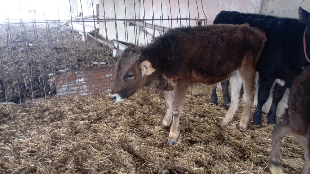 1 бука 1 ургашы сатылады 2 бас