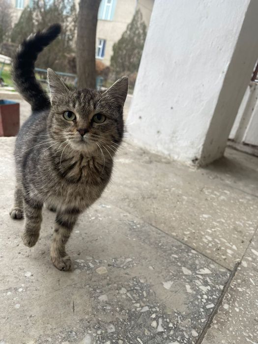 Отдам котят добрым людям