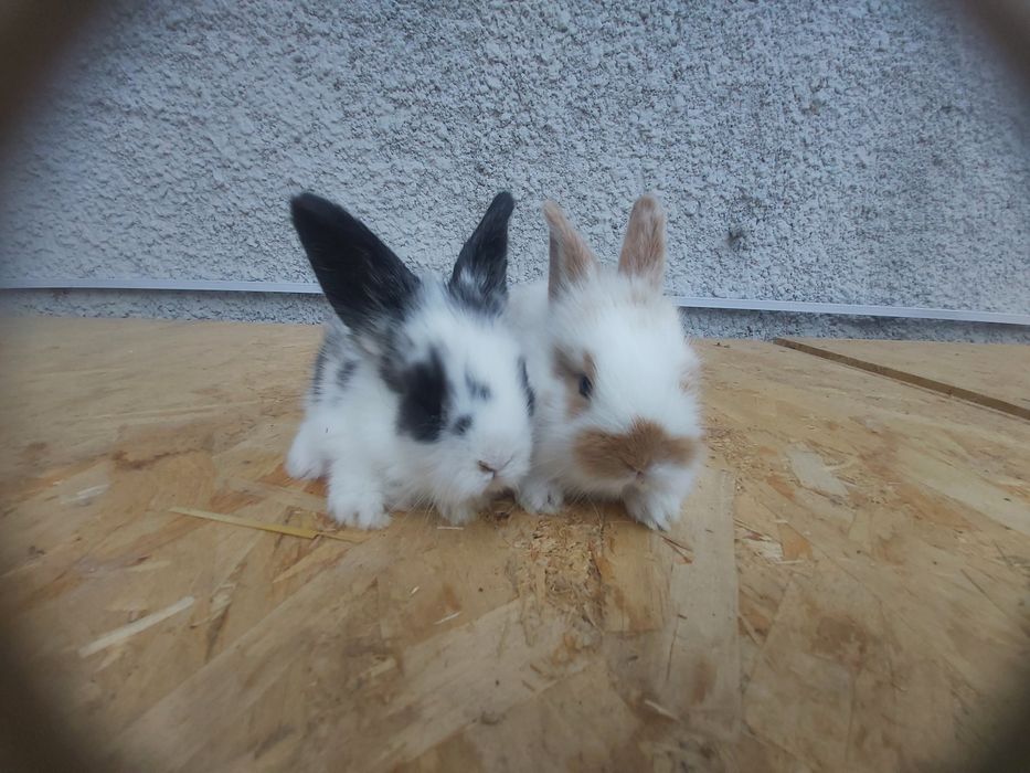 Продаются кролики крольчата куен болалари декоративные очень красивые.