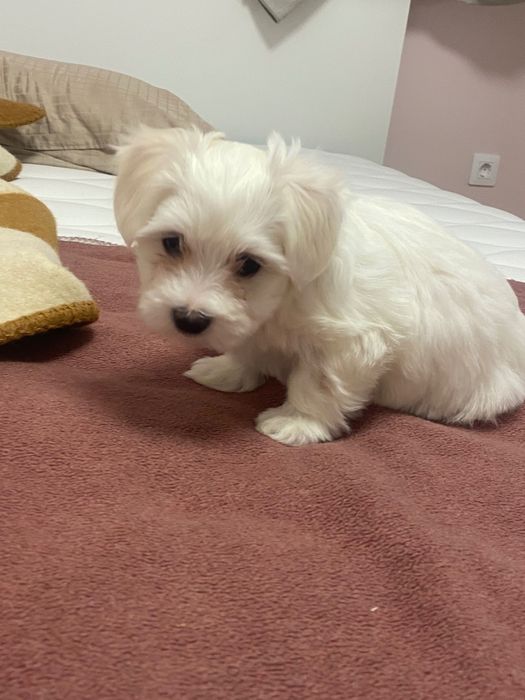 Малтийски болонки гр.Бургас