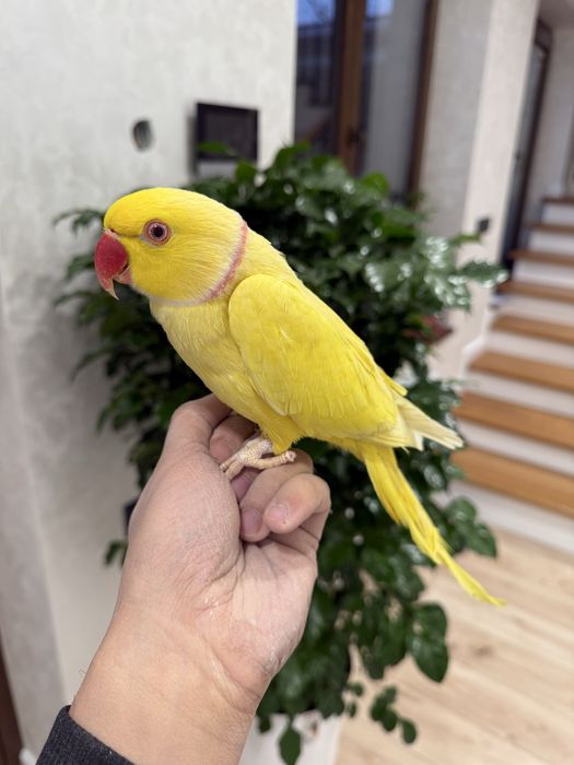 Продаю одереловый попугай