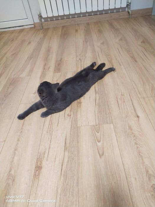 Британский котенок