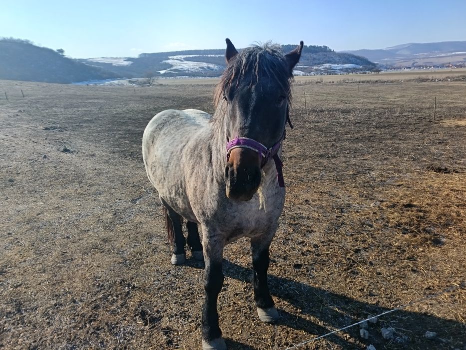 Vând armăsar tânăr învățat la ham
