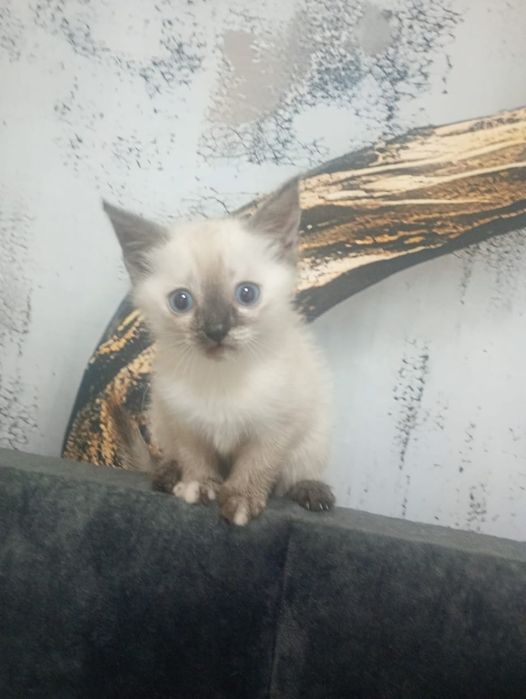 Отдам котенка девочка