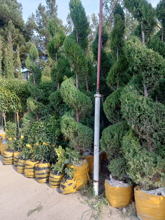 Archa dekarativni daraxtlar gazon landshaft dizayni ekish xizmati