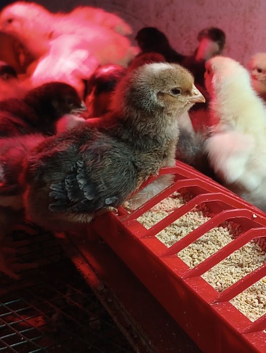 Pui de gaina rasa mixta