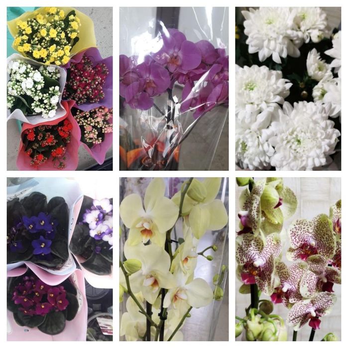 Комнатные цветы отличный подарок